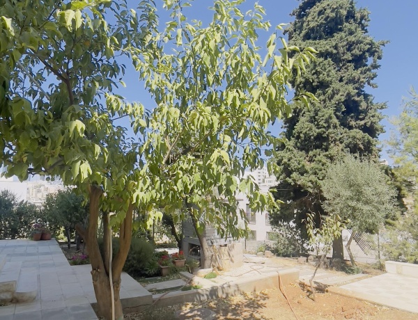 2-Bedroom Apartment for Rent in Jabal Amman – 2nd Circle | Private Garden